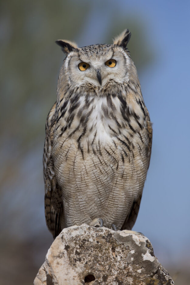 Bubo_bubo_sibiricus_-_01
