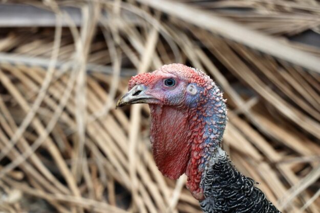 turkey-4164587_1920